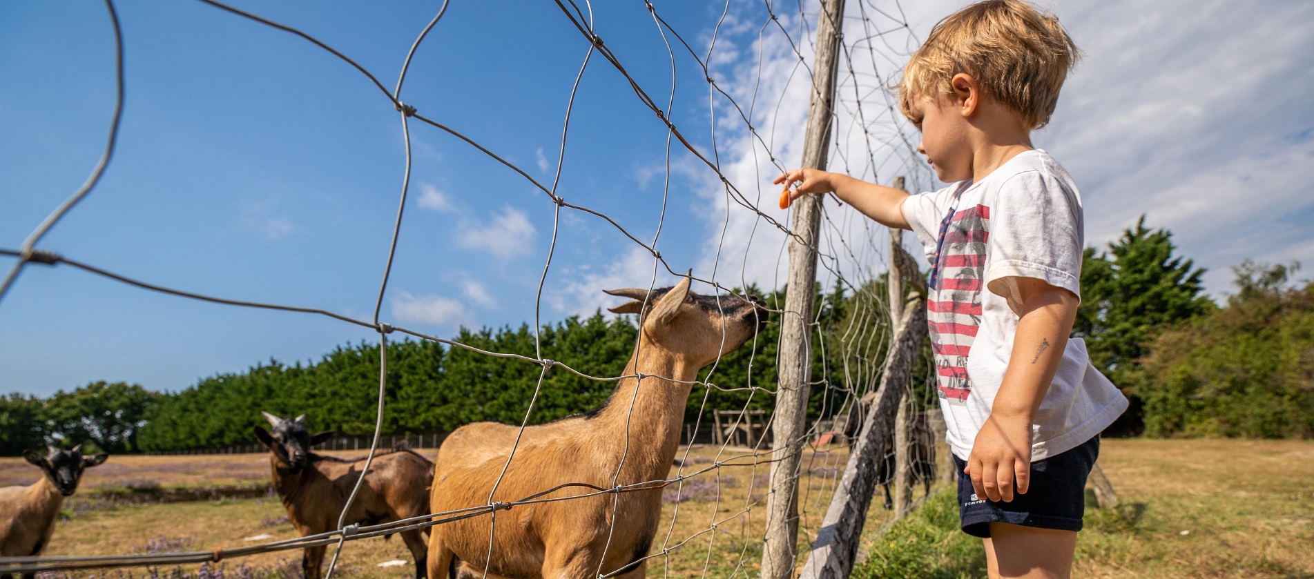 Mini farm